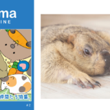ドクターマーモットへの1万字インタビューや動物漫画家ツルのマーモット漫画も掲載、小動物メディア『Minimaマガジン』第2号が5/24発売