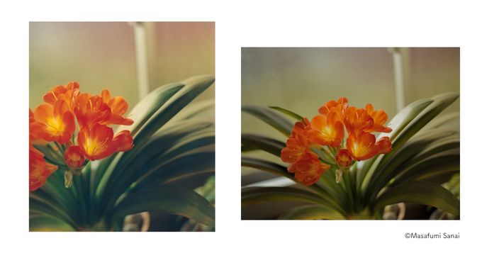 青幻舎、写真家・佐内正史の初めての写真集『生きている』を9月に復刊